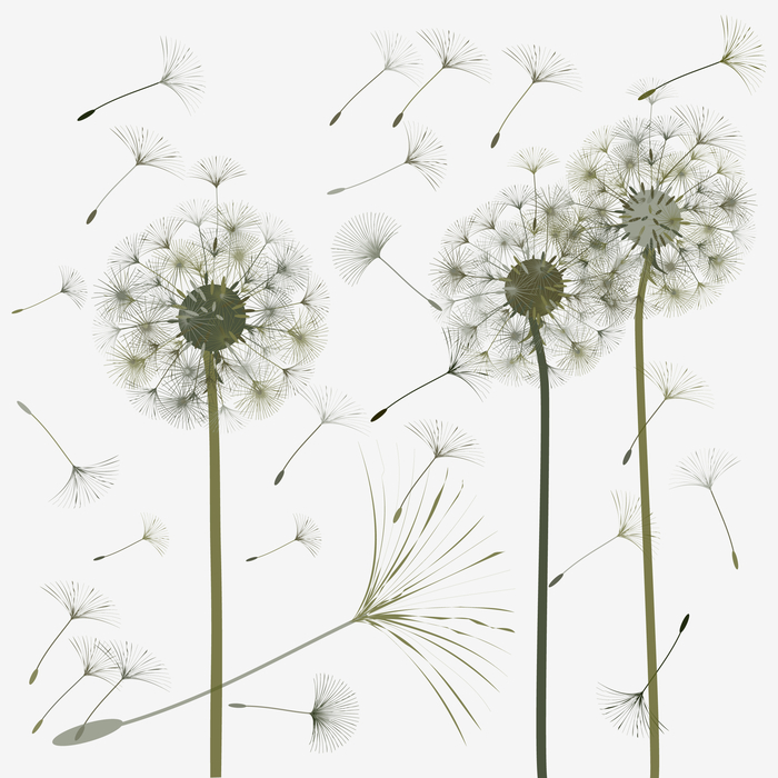 Fototapete Pusteblumen im Retro-Stil