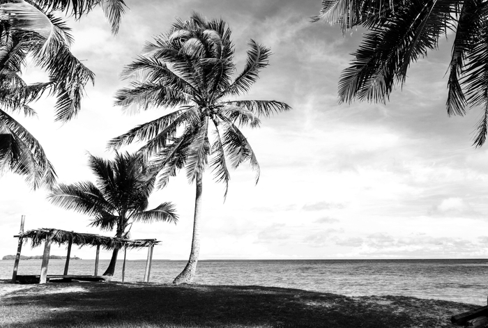 Fototapete Tropen schwarz-weiß