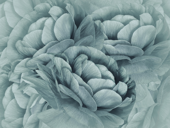 Poster Nahaufnahme einer türkisfarbenen Blume