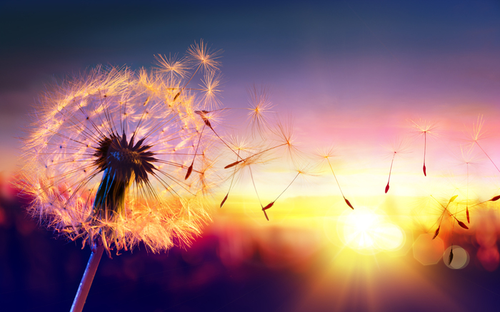Bild Pusteblume bei Sonnenuntergang