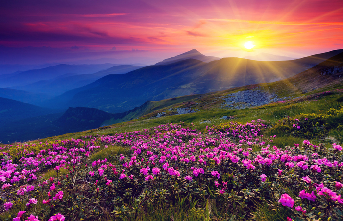 Poster Rosa Blüten vor einer Berglandschaft im Licht der Abenddämmerung