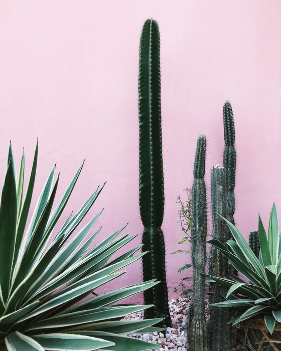 Poster Kakteen und andere Grünpflanzen