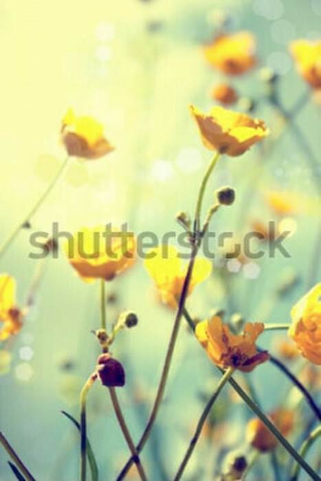 Poster Feldblumen in Morgenaufnahme