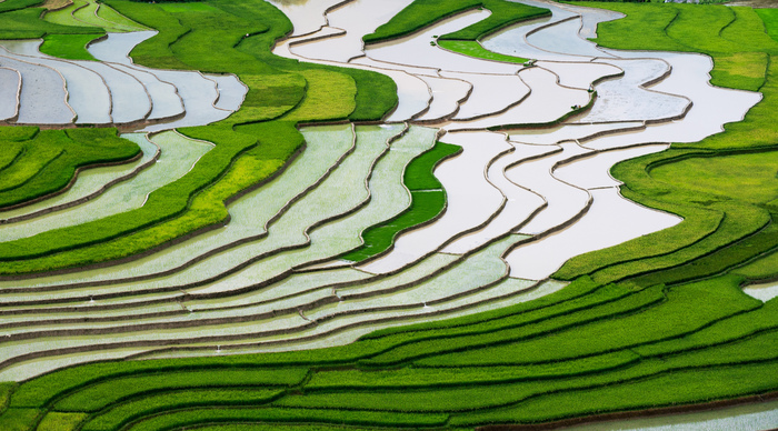 Fototapete Reisfeld in Vietnam