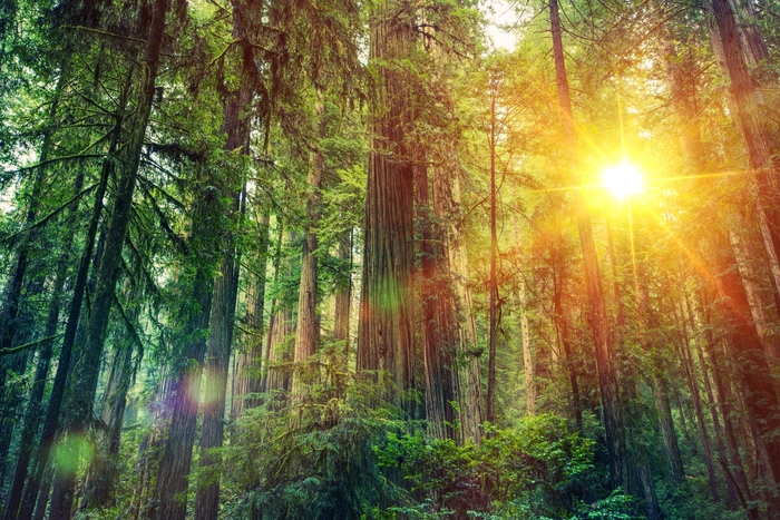 Poster Mammutbaum im kalifornischen Wald