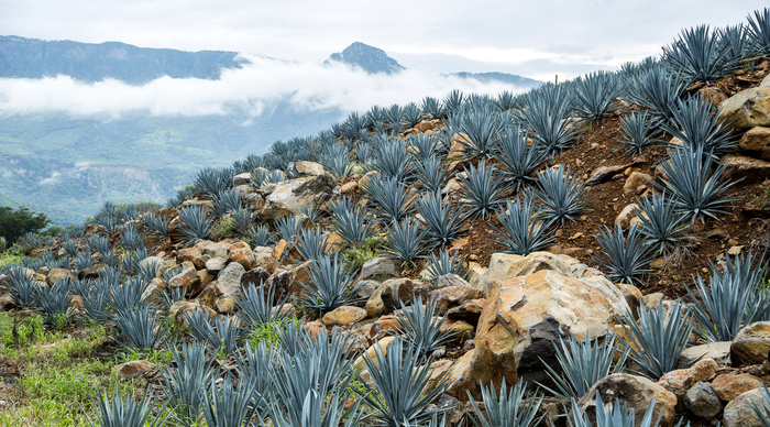 Fototapete Landschaft natur in Mexico