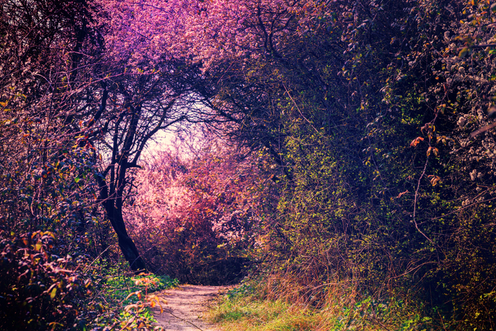 Fototapete Wunderschöne Natur im Garten