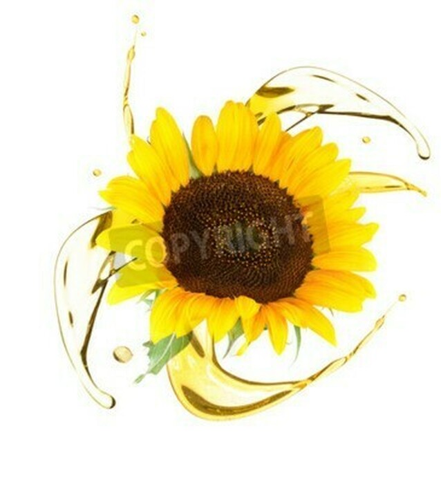 Bild Sonnenblume vor dem Hintergrund des gelben Öls