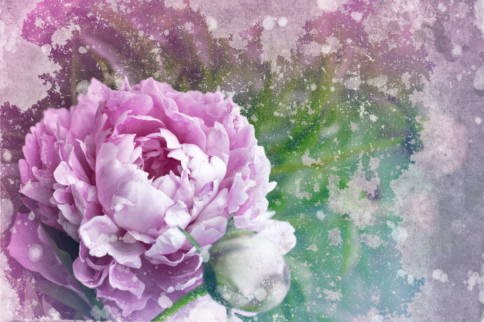 Fototapete Pfingstrose an alter Wand