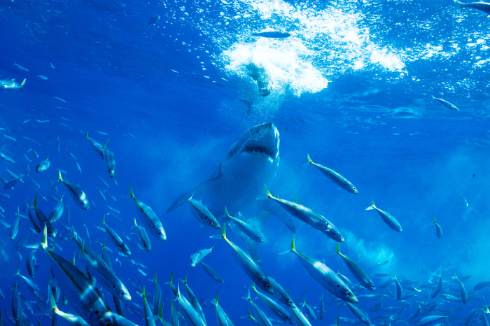 Fototapete Ein Hai jagt einen Fischschwarm