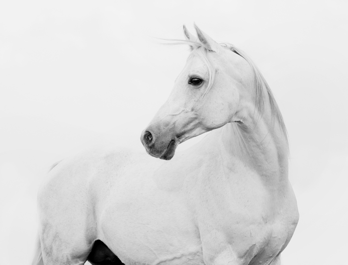 Fototapete Arab horse in high key