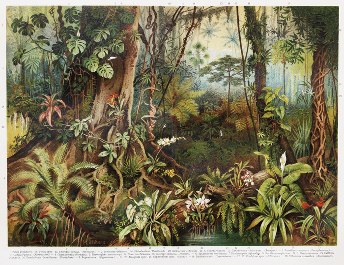 Fototapete Vintage drawing of tropical forest plants from the beginning of 20th century period - Picture from Meyers Lexicon books collection (written in German language) published in 1908, Germany.