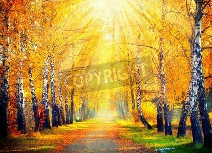 Fototapete Gelbe Herbstbirkenblätter