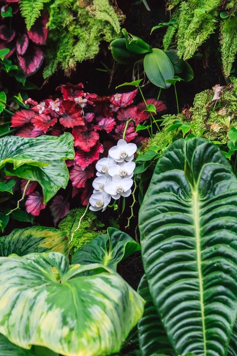 Fototapete Natur Blumen und Blätter