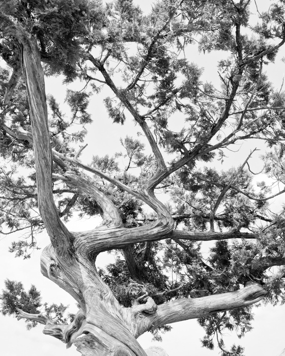 Fototapete Üppige Baumkrone