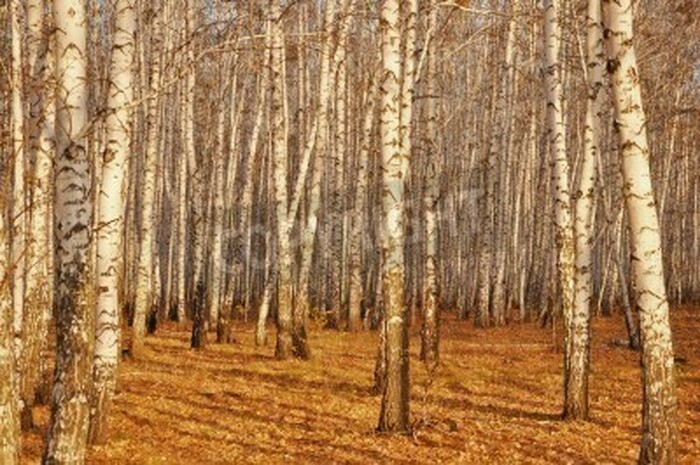 Fototapete Birken im Sonnenlicht