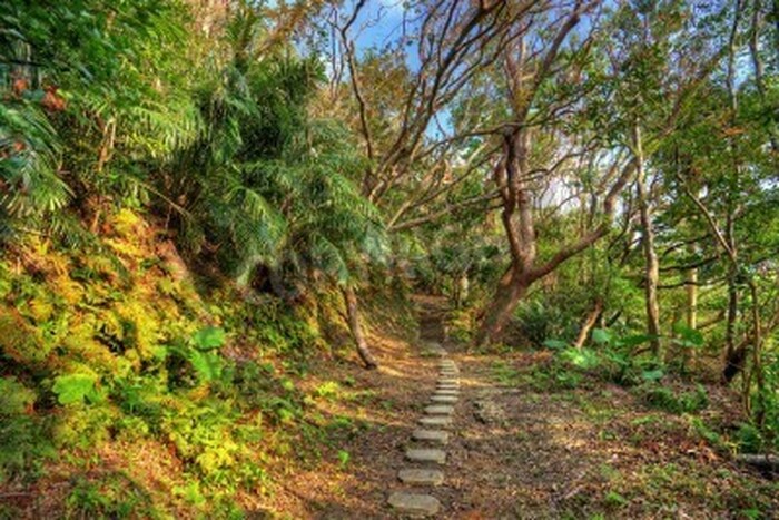 Fototapete Dschungel in Japan