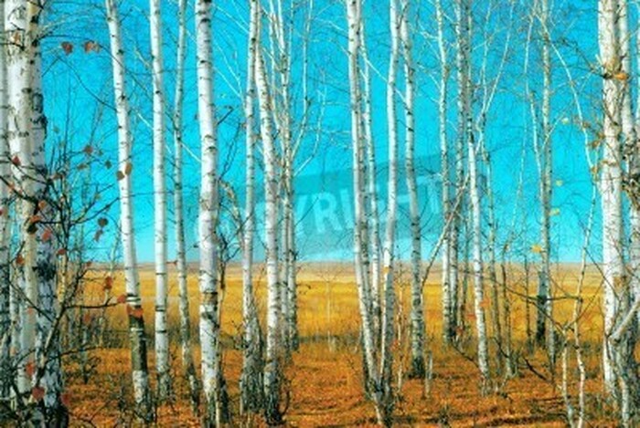 Fototapete Birken vor dem Hintergrund der Felder