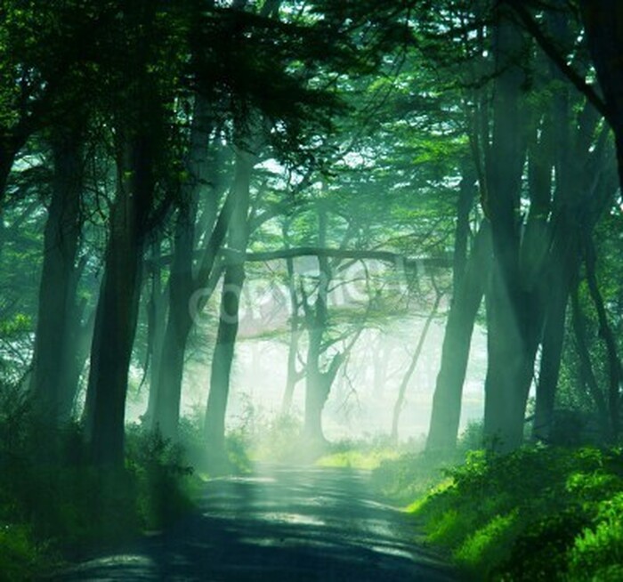 Fototapete Dunkler tropischer Wald