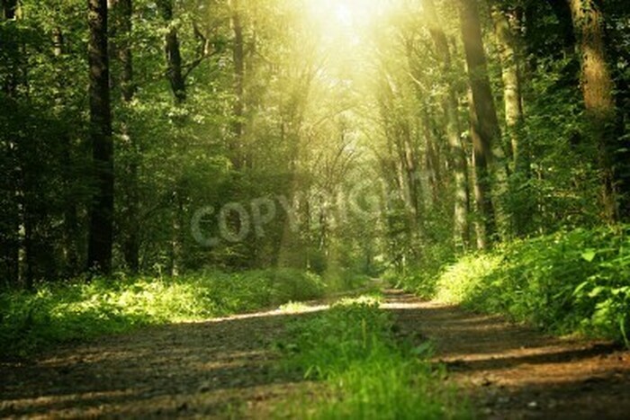 Fototapete Weg durch den Dschungel