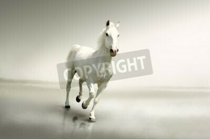 Fototapete Weißes tier auf hellem hintergrund