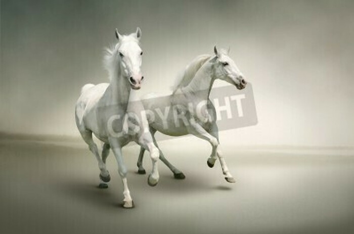 Fototapete Weiße stuten auf hellem hintergrund