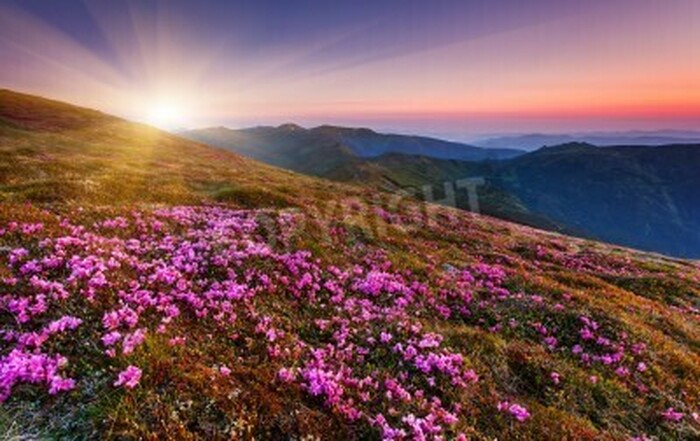 Fototapete Rhododendren und Sonnenaufgang