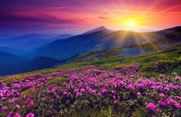 Fototapete Rosa Blumen Berge und Sonnenaufgang