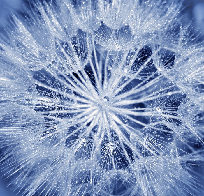 Fototapete Blaue Pusteblumensamen