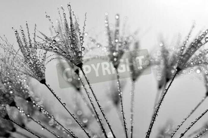 Fototapete Pusteblumensamen in Nahaufnahme