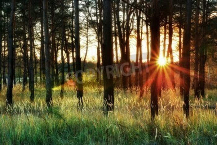 Fototapete Untergehende Sonne hinter Birken