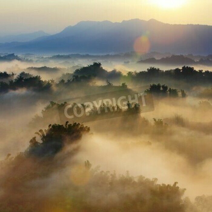 Fototapete Waldnebel aus der vogelperspektive