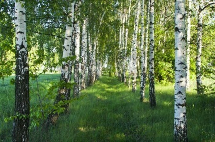 Fototapete Grüne Natur und Birken
