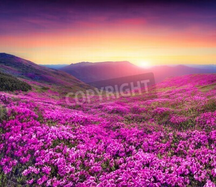 Fototapete Blumenfeld bei Sonnenaufgang