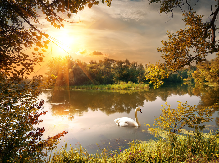 Fototapete Sonnenaufgang und Schwan im Teich