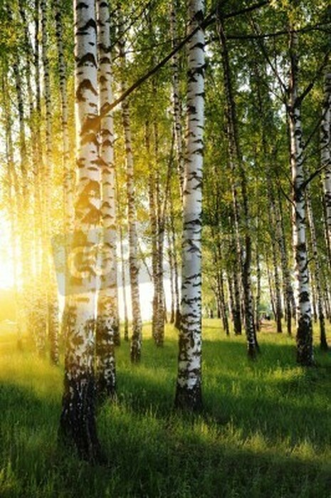 Fototapete Sonne Birken und Natur