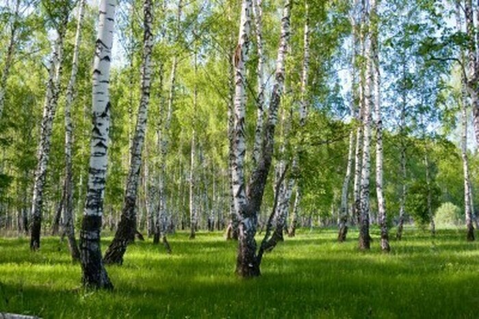 Fototapete Natur und Birken