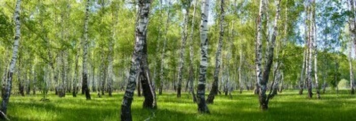 Fototapete Panorama des Birkenwaldes
