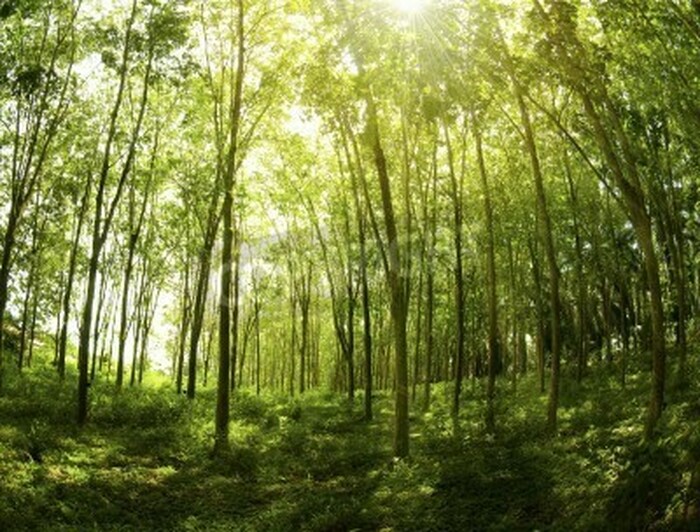 Fototapete Schlanke Bäume im Dschungel