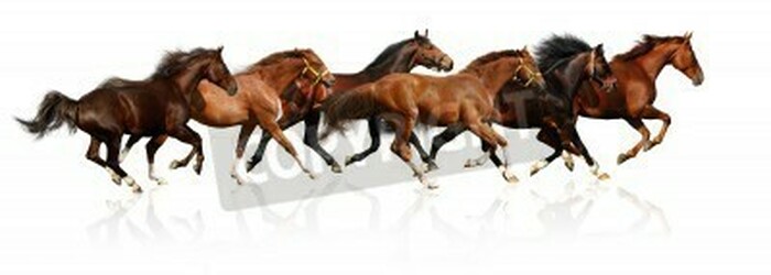 Fototapete Silhouetten von pferden auf weißem hintergrund