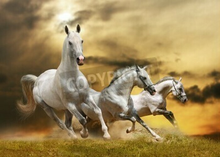 Fototapete Auf gras laufende pferde