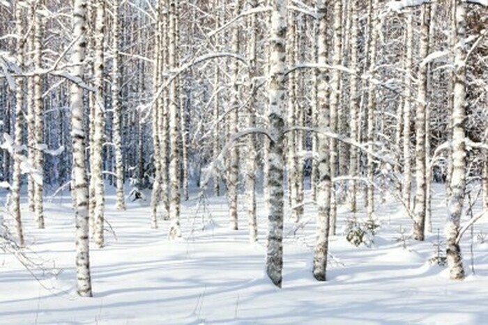 Fototapete Weißer Staub auf Birken
