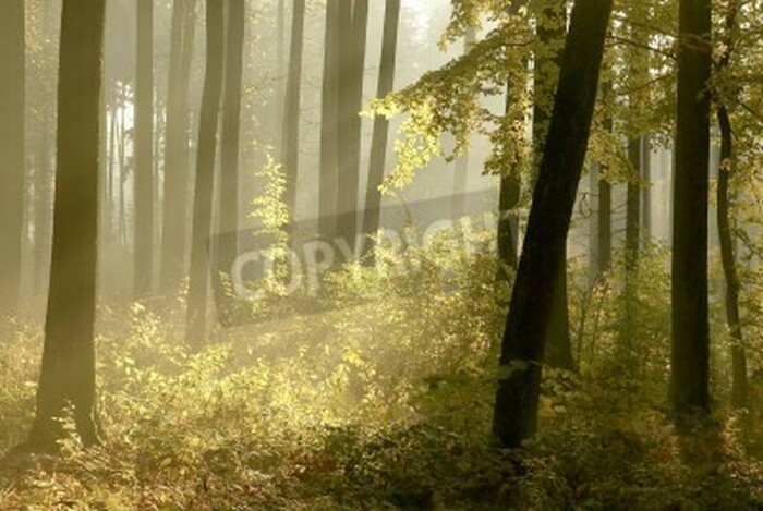 Fototapete Üppiges unterholz