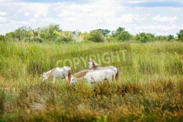 Fototapete Auf der wiese weidende pferde