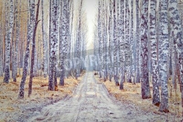 Fototapete Feldweg durch Birkenwald