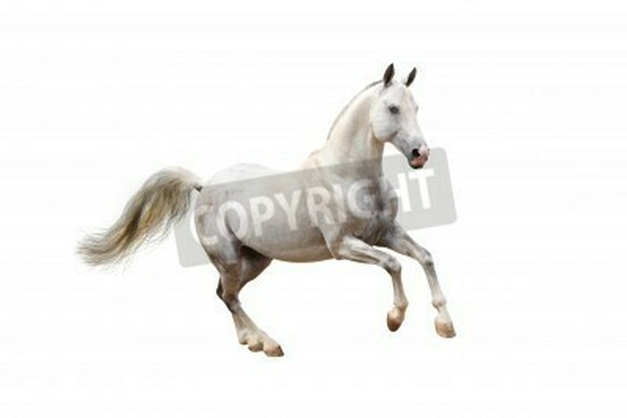 Fototapete Hengst-muster auf weißem hintergrund