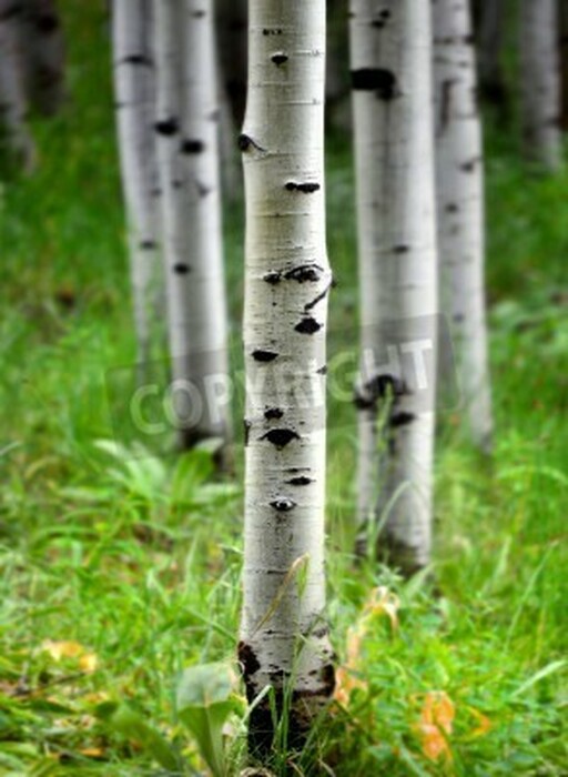 Fototapete Birkenstämme
