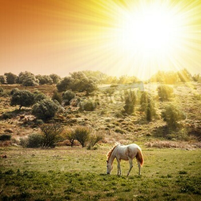 Fototapete Sonnige landschaft mit einem pferd