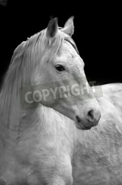 Fototapete Porträt eines pferdes auf dunklem hintergrund