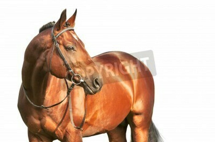 Fototapete Schwarzer hengst vor einem hellen hintergrund